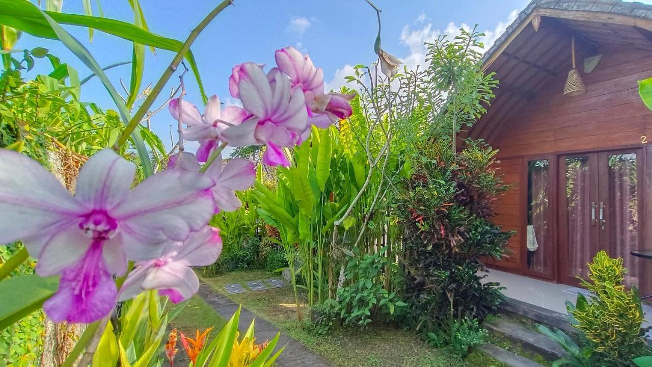 Morning Bali Bungalow Чангу Екстер'єр фото